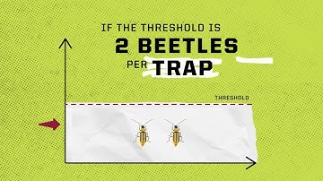 Reading Sticky Traps for Corn Rootworm Scouting | The Watch: ’22 PRO Edition