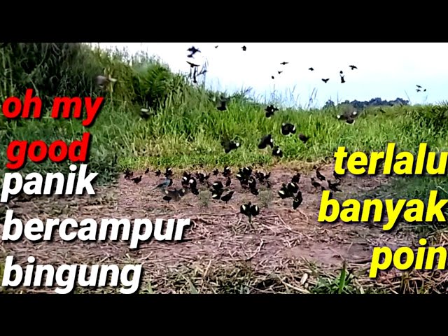 BISA HABIS BURUNG KALAU CARA MIKAT NYA SEPERTI INI class=