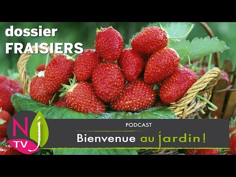 Vidéo: Zone 8 Fraisiers - Choisir des fraises pour les jardins de la zone 8