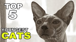 Top 5 Youngest Cat Breeds On Earth