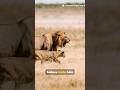 Tiger vs Lion #facts #animals