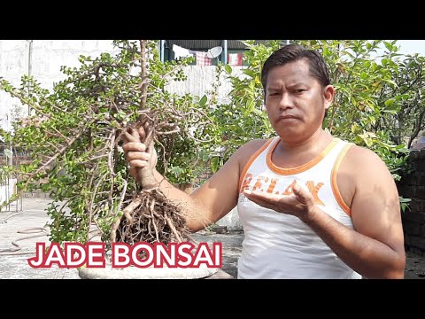 How to make jade bonsai