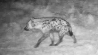 Hyena named Chit passed by Djuma Cam and was joined by second hyena back on the lodge rd. 11/7/26
