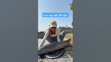 cô cần thủ chuyên đi săn cá trắm đen để giải tỏa áp lực và cái kết  #fishing #cauca #short