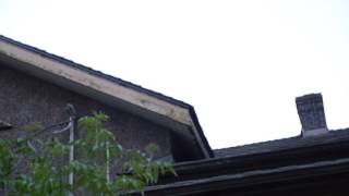 Bats Exit Roost