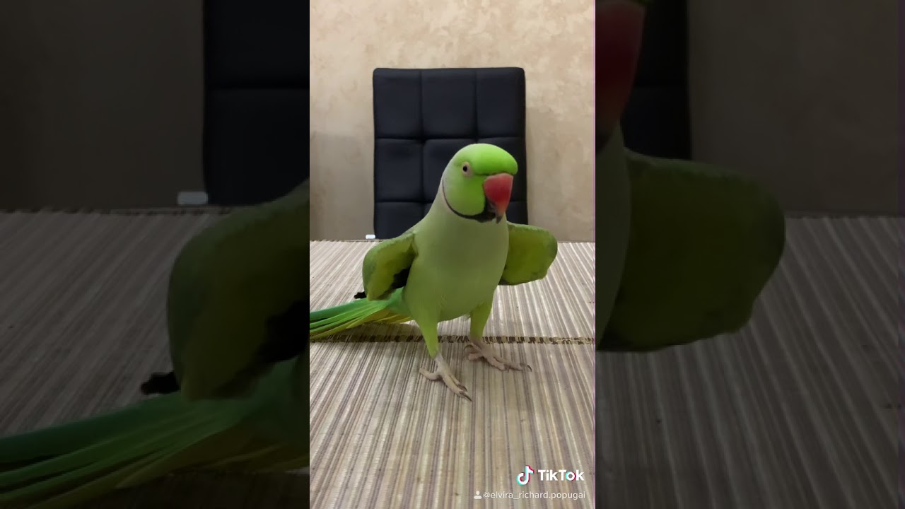 Говорящий ожереловый попугай Ричи ваше любимое - YouTube