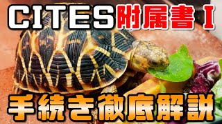 特別値引　世界のカメ分布チェックリスト hq720.jpg?sqp=-
