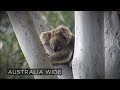 Koalas face extinction within 50 years