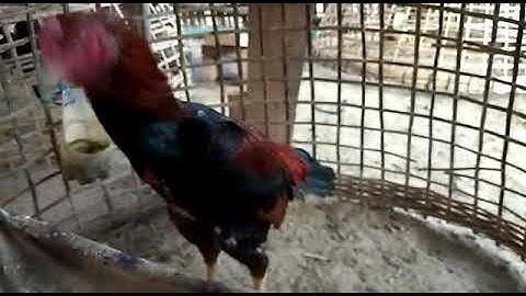 Refugee Camp me nyuam qaib(7)