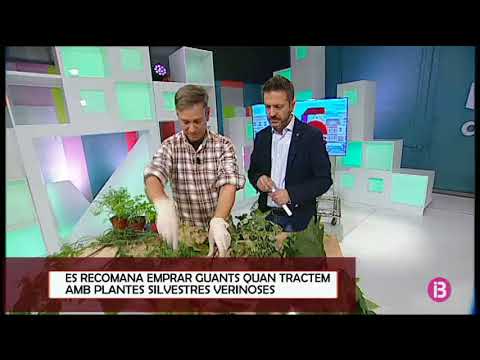 Vídeo: Toxicitat de les plantes de poinsettia: quina part de la poinsettia és verinosa