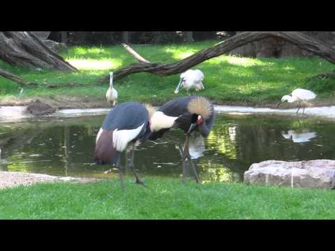 Zoo van Antwerpen 22 juli 2014 nabij het uitkijkpunt Nijlpaarden.