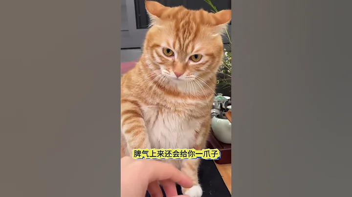 #Pet knowledge#kitty#The confusing behavior of cats#Scientific pet care tips