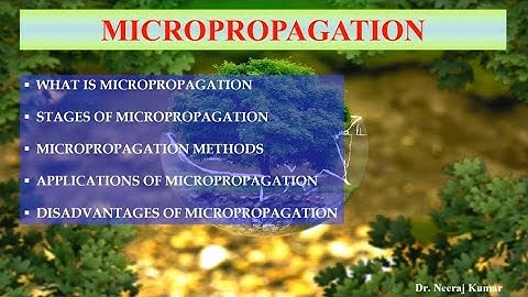 Micropropagation - It
