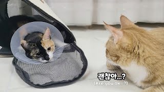 Sibling cat and dog taking care of a cat screaming in pain after surgery...