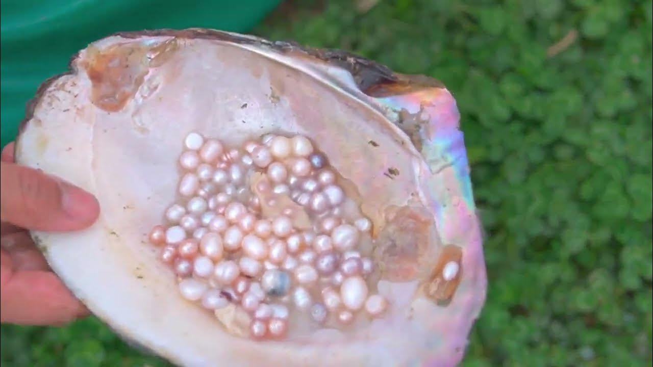 The real pearls in oysters \ Wild pearl oysters are not big, but there