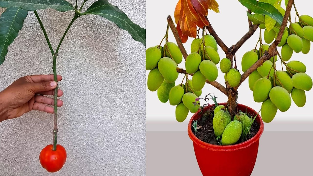 Growing Mango With Natural Hormone To Get Roots Fast YouTube