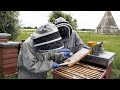 Understanding Queen Bees and Honey Production