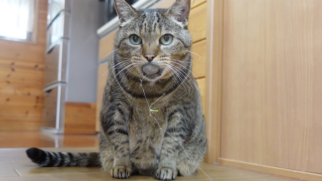 まる毛ボールを放したくないはな。-Hana doesn't want to let go of