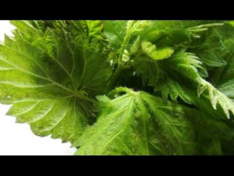 მცენარეული კულტურა-ჭინჭარი