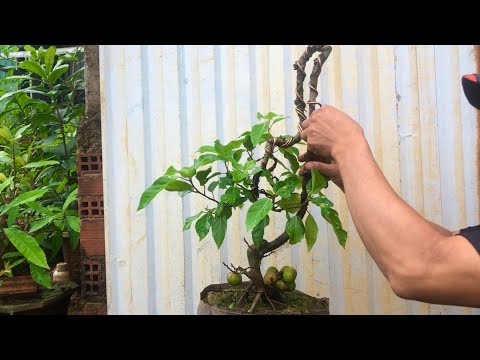 Tập 186/tháo dây