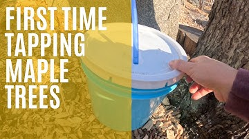 Its Maple Syrup Time | Tapping Trees for the First Time