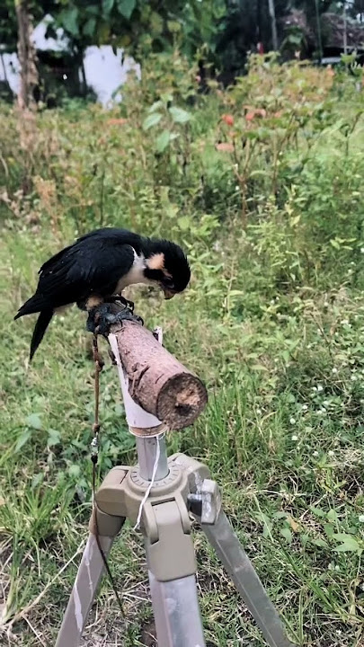 Alap alap capung ftm #birds #jalanyangjauhjanganlupapulang #burung #nature #youtubeshorts