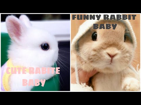 Rabbit Baby funny video || cute Rabite video || By cute pets