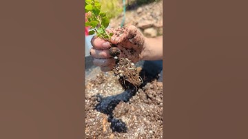The acorn, along with light & water, feeds the oak seedling early on as it grows #roots #gardening