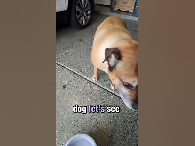 Found a dog in the street !😭 #dogs #extrovert #pov #public #freewill