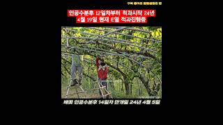 인공수분후 12일차부터 적과시작 24년 4월 19일 현재 E열 적과진행중