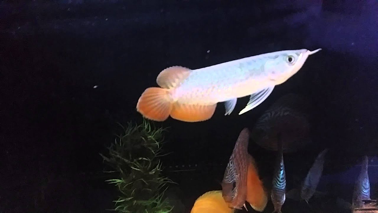baby indo red arowana