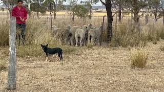 Karmala Mystic(Karmala Landy x Karmala MinMin)  first look at 4 mths. by karmkelpies 993 views 5 months ago 1 minute, 46 seconds