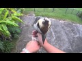 Kookaburra - too cute