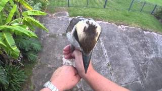 Kookaburra - too cute