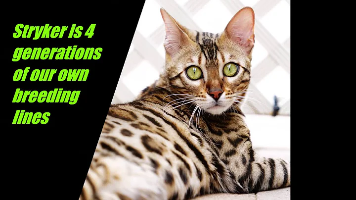 Video 1850041: pregnant bengal cat, kittens litter, gorgeous kittens