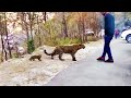 ANIMALS THAT ASKED PEOPLE FOR HELP &amp; KINDNESS CAUGHT ON CAMERA!