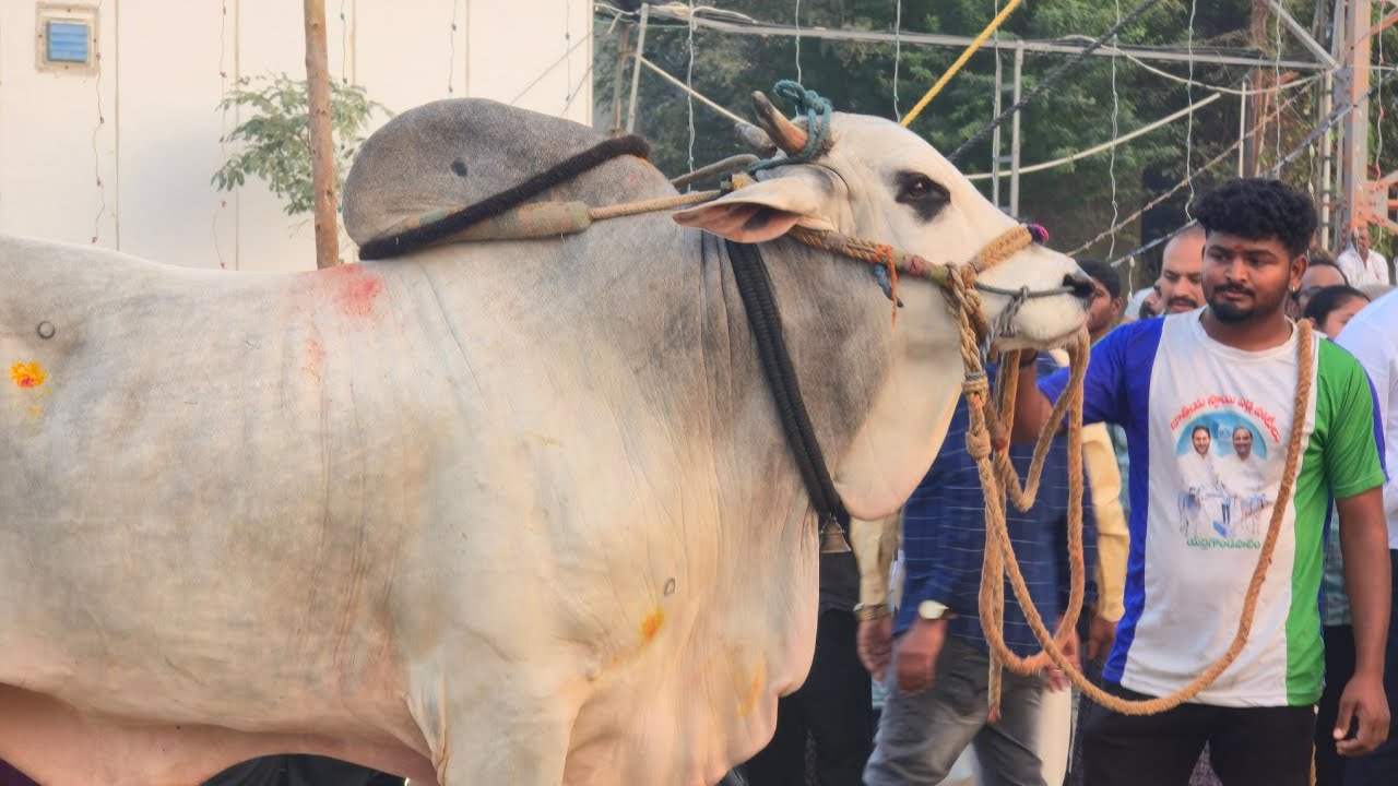 అన్నంబొట్లవారిపాలెం సీనియర్స్ 6జత. బీరం బుల్స్ బీరం సుబ్రహ్మణ్యేశ్వర రెడ్డి గారు S.కొత్తూరు 2773.5