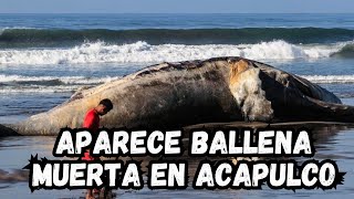 Ballena jorobada aparece muerta en playas de #acapulco