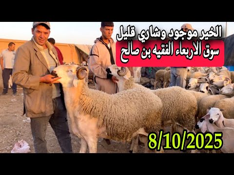 مباشرة من سوق الاربعاء الفقيه بن صالح 8 10 25 مع تمن الحولي و النعجة و حولية