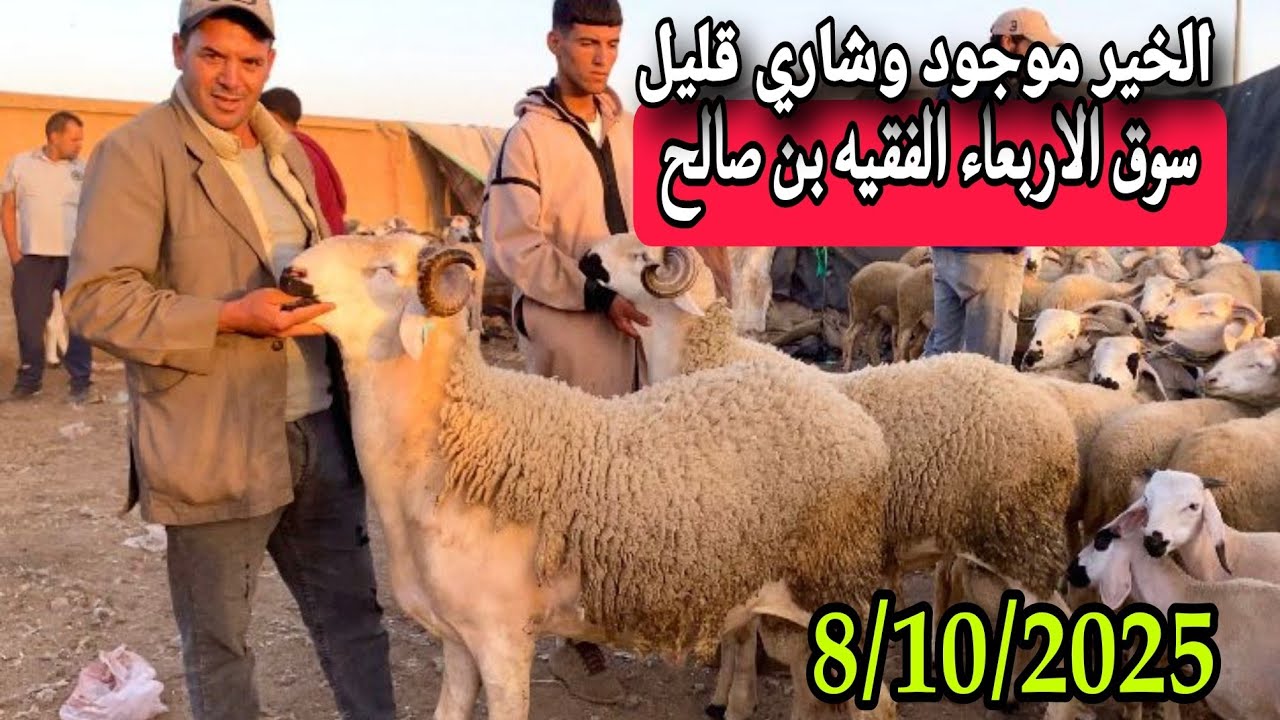 مباشرة من سوق الاربعاء الفقيه بن صالح 8/10/25 مع تمن الحولي و النعجة و حولية 🐑🐑🇲🇦