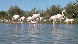 Découverte : la Camargue, le paradis des flamants roses