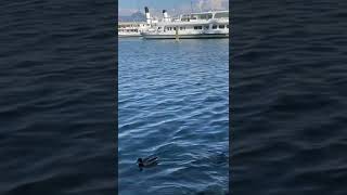 Seveceksen İnsan Candan Sevmeli..