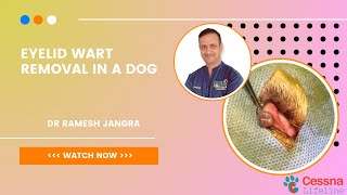 Eyelid Wart Removal In A Dog With Dr Ramesh | Cessna Lifeline Veterinary Hospital
