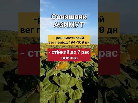 ВІДГУК КЛІЄНТА: СОНЯШНИК