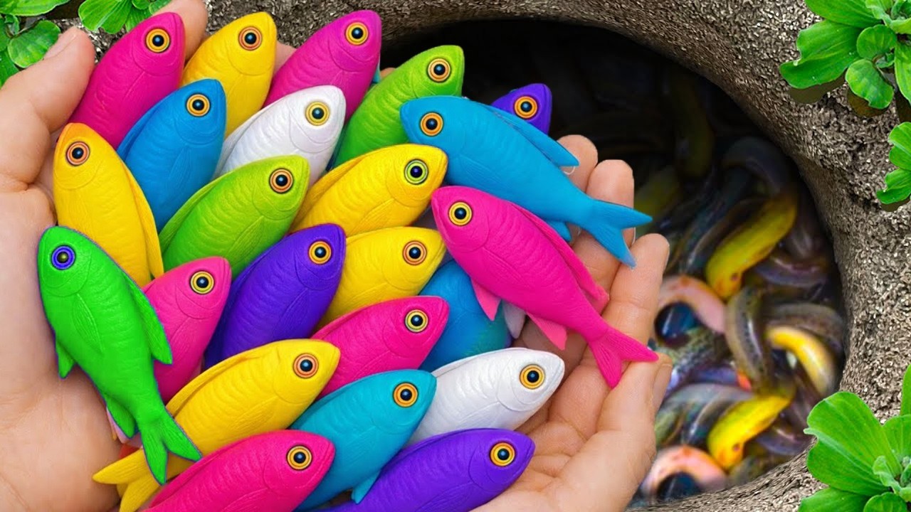 Catch beautiful aquarium fish in small pond baby turtles, pencil fish, rat fish, nemo fish,  spider.