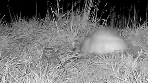 (Full Visit!) A Little Owl Makes a Surprise Appearance on the #RoyalCam - NZ DoC | Cornell Lab - DayDayNews