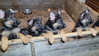 Super cute German Shepherd puppies 2 months old. Odessa. Ukraine. 050-416-70-87. For sale! by МИЛЫЕ ПИТОМЦЫ CUTE PETS 1,120 views 4 months ago 1 minute, 1 second