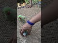 parrot sound 🦜🙏🦜#parrot #ringneckparrot #birds #parrottalking #nonstoptalkingparrot #mithukibatain🙏🙏