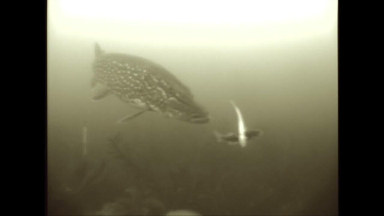 Underwater Action of Northern Pike Barking Before Eating 2 Minnows 