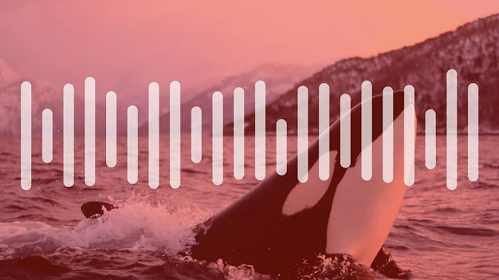 Listen to killer whales mimicking human voices – audio